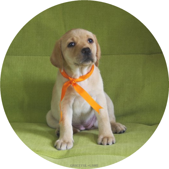 英国ラブラドールの子犬(A child of マナスル & ) 英国ラブラドールの子犬